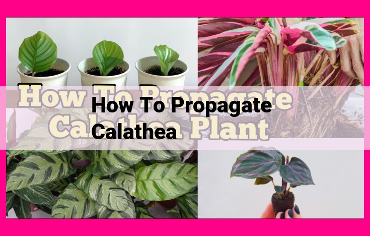 how to propagate calathea