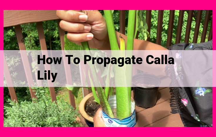 how to propagate calla lily