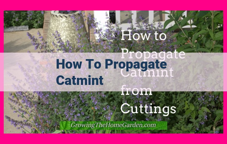 how to propagate catmint