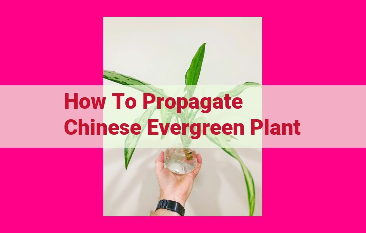 how to propagate chinese evergreen plant