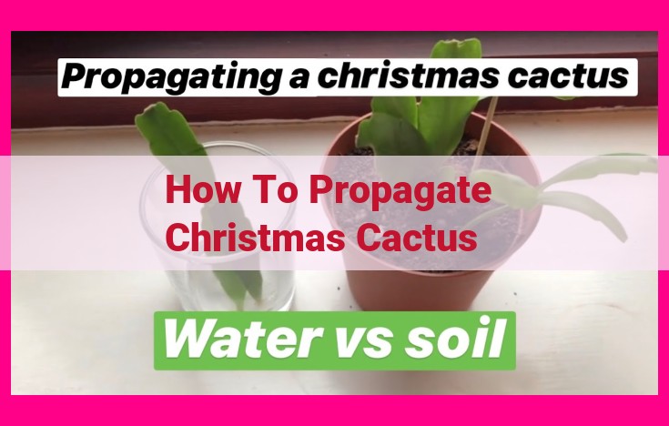 how to propagate christmas cactus