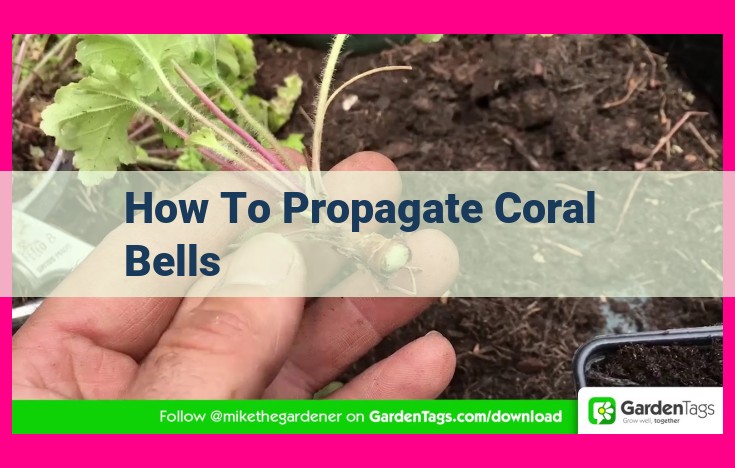 how to propagate coral bells