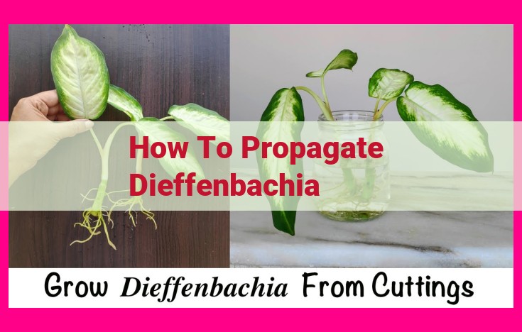 how to propagate dieffenbachia