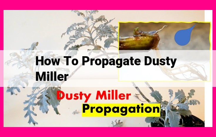 how to propagate dusty miller