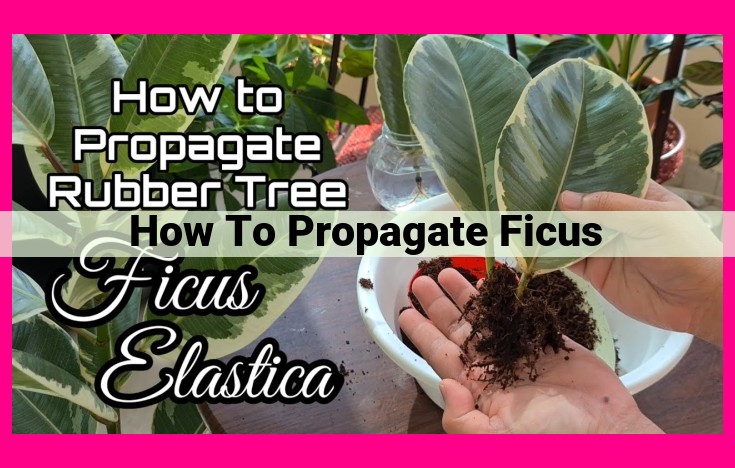 how to propagate ficus