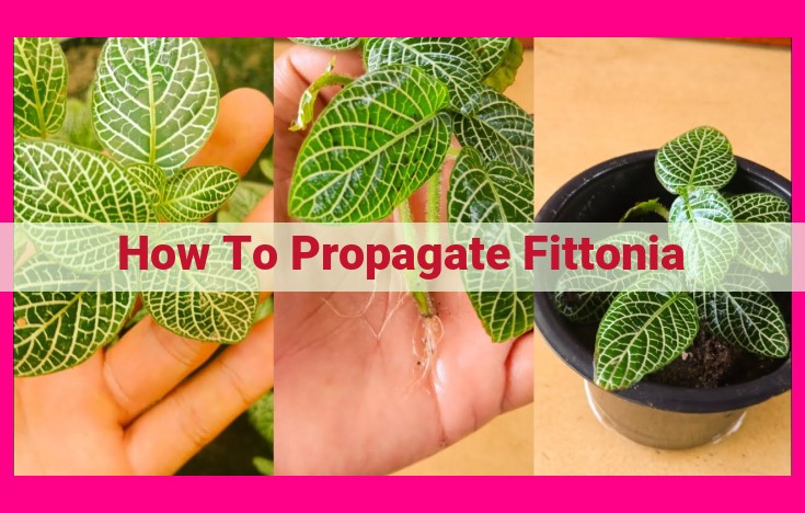 how to propagate fittonia