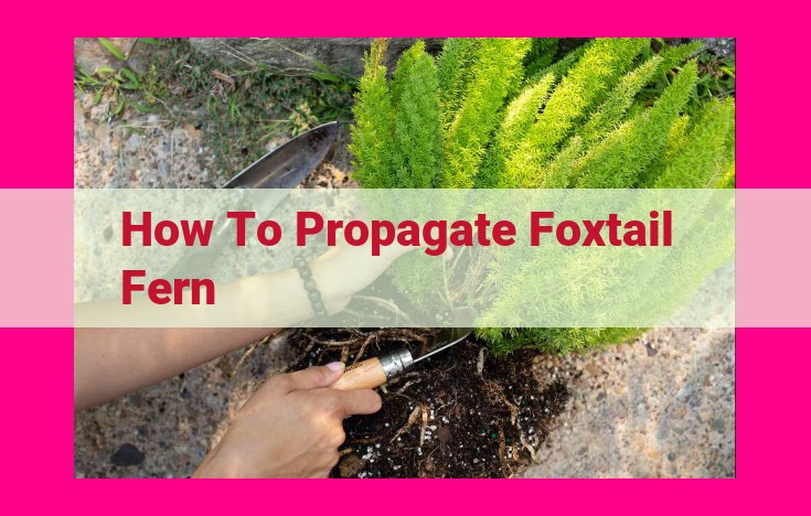 how to propagate foxtail fern