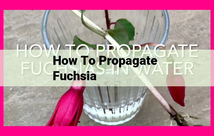 how to propagate fuchsia