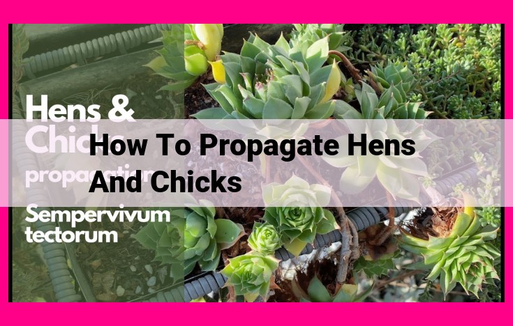 how to propagate hens and chicks