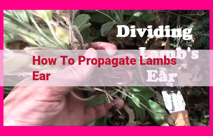 how to propagate lambs ear