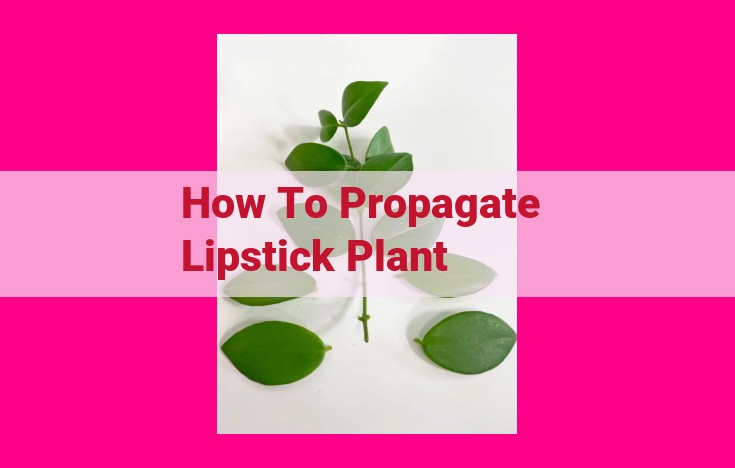 how to propagate lipstick plant