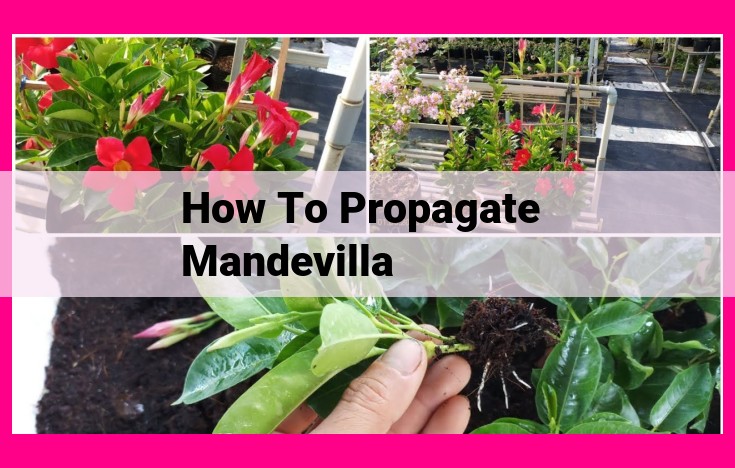 how to propagate mandevilla