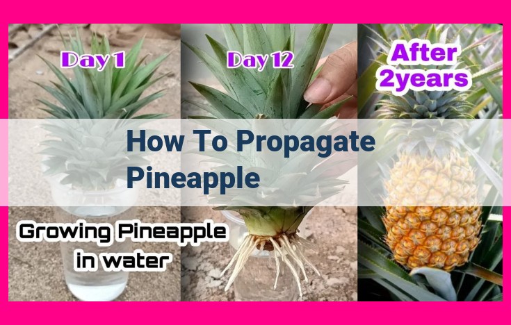 how to propagate pineapple