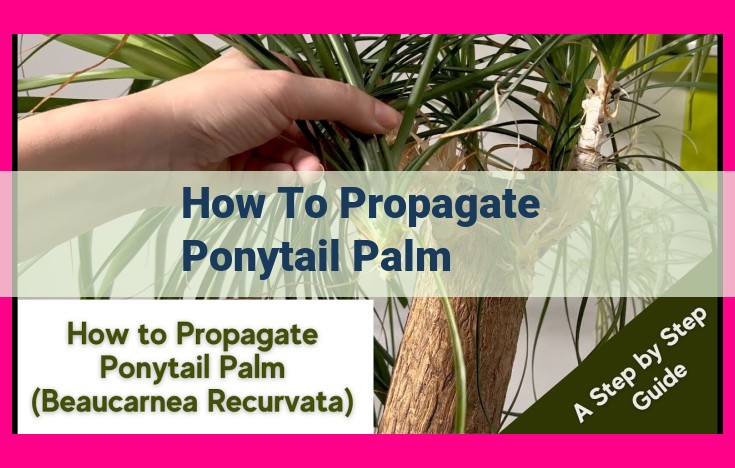 how to propagate ponytail palm