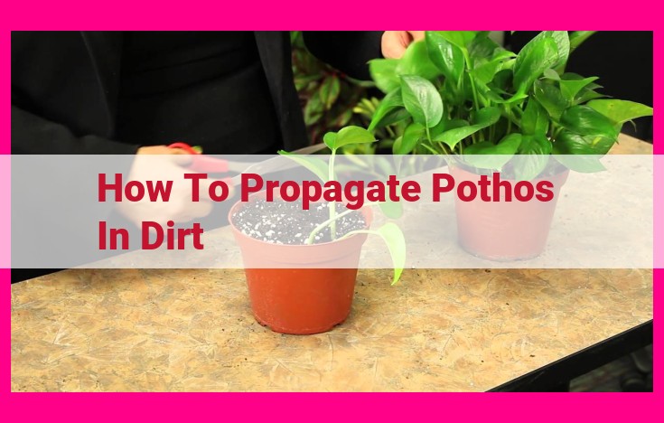 how to propagate pothos in dirt