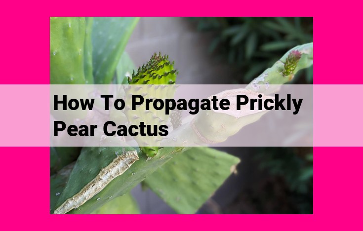 how to propagate prickly pear cactus