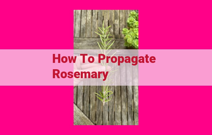 how to propagate rosemary