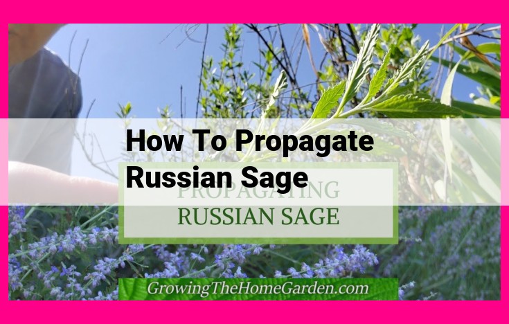 how to propagate russian sage