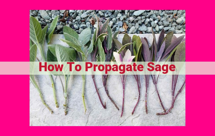 how to propagate sage