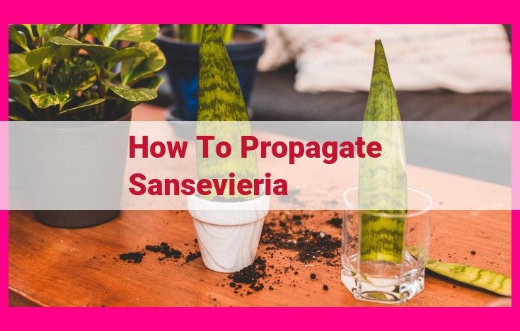 how to propagate sansevieria