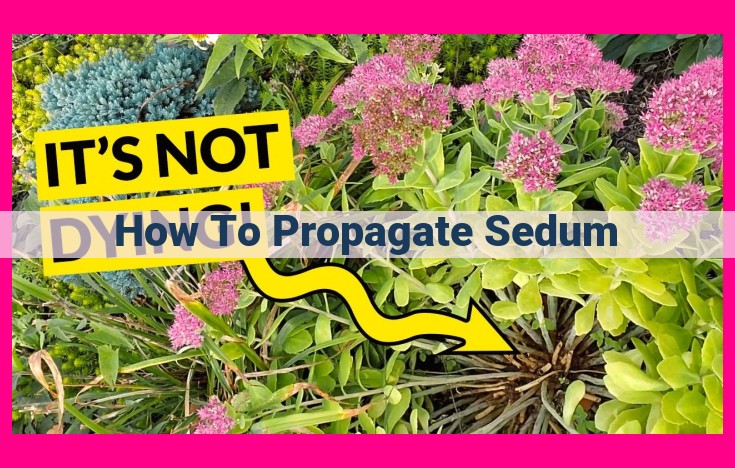 how to propagate sedum