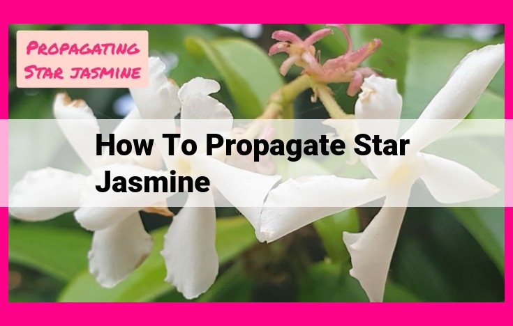 how to propagate star jasmine