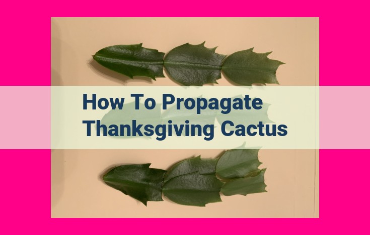 how to propagate thanksgiving cactus