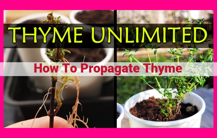 how to propagate thyme