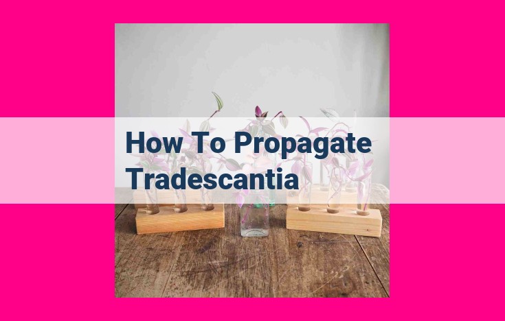 how to propagate tradescantia