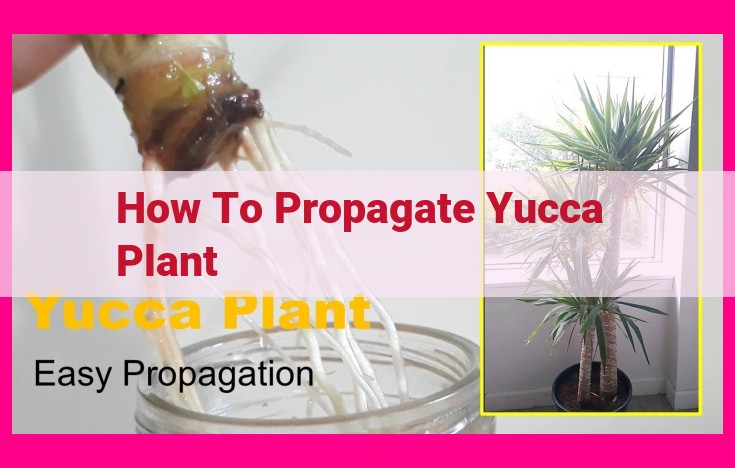 how to propagate yucca plant