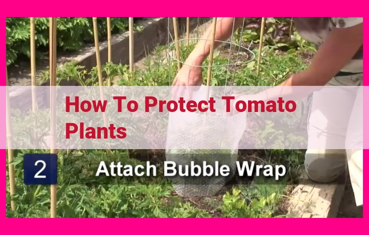 how to protect tomato plants