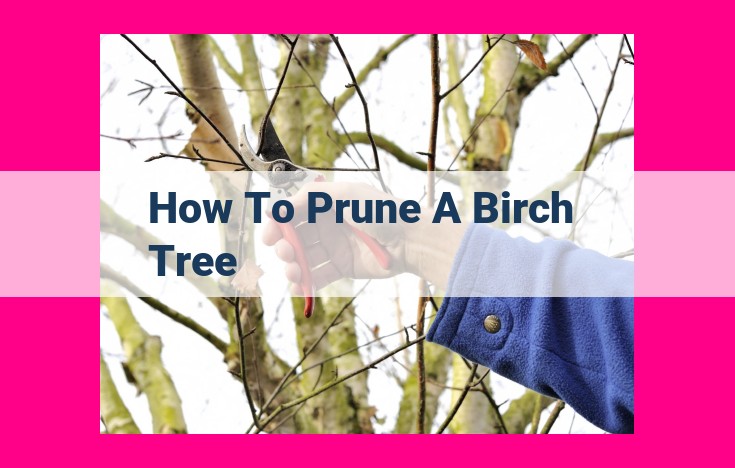 how to prune a birch tree