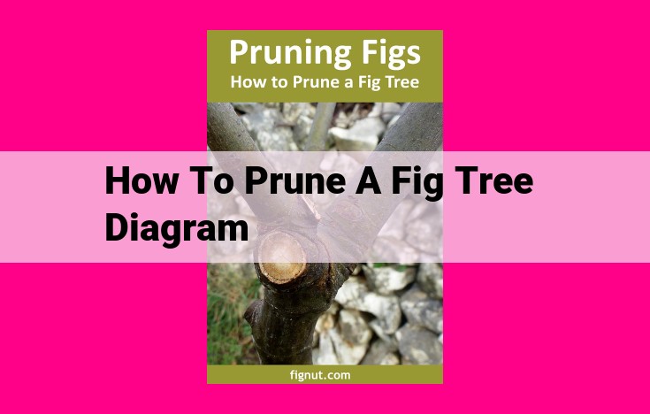 how to prune a fig tree diagram