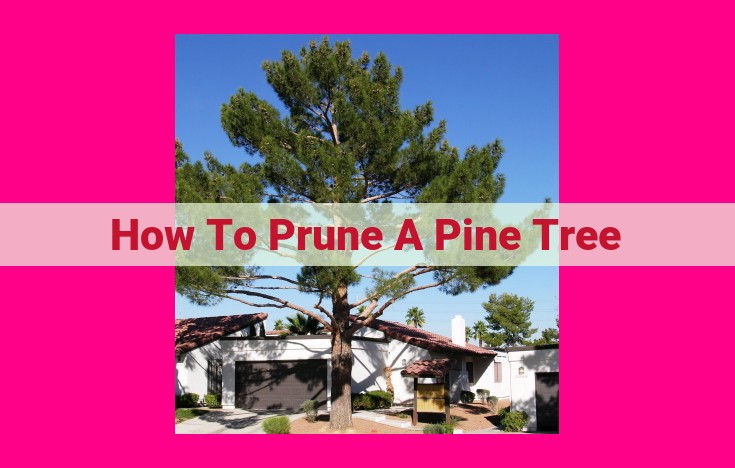 how to prune a pine tree