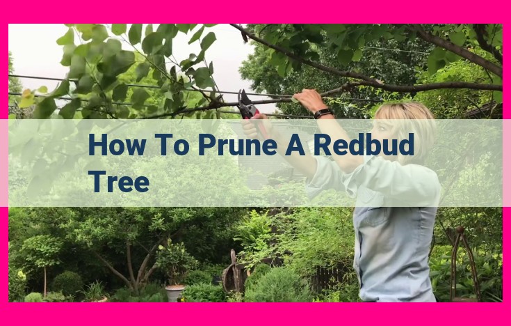 how to prune a redbud tree