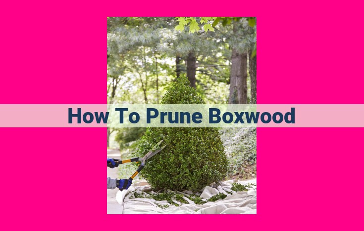 how to prune boxwood