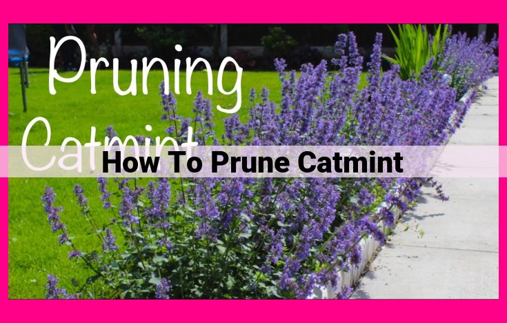 how to prune catmint