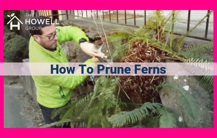 how to prune ferns