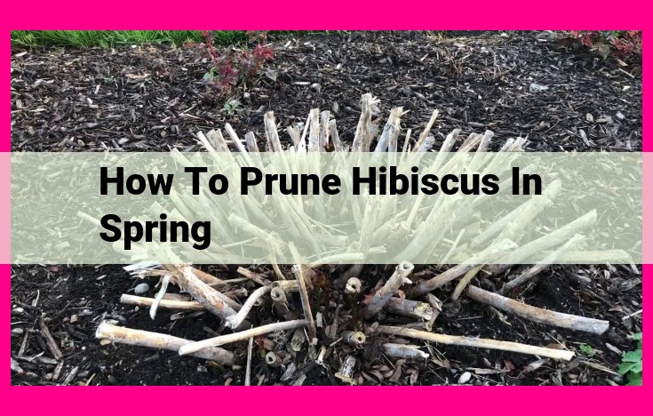 how to prune hibiscus in spring