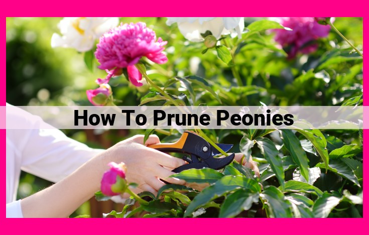 how to prune peonies