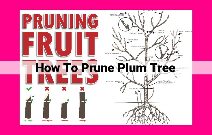 how to prune plum tree