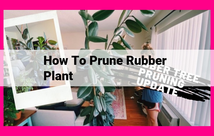 how to prune rubber plant