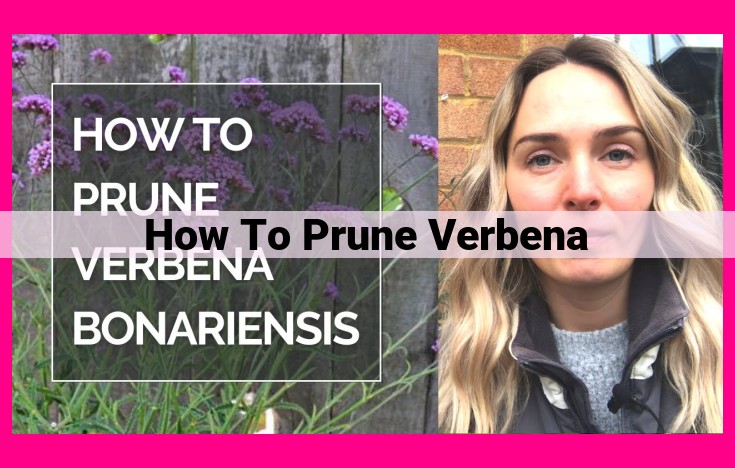 how to prune verbena