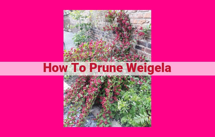 how to prune weigela