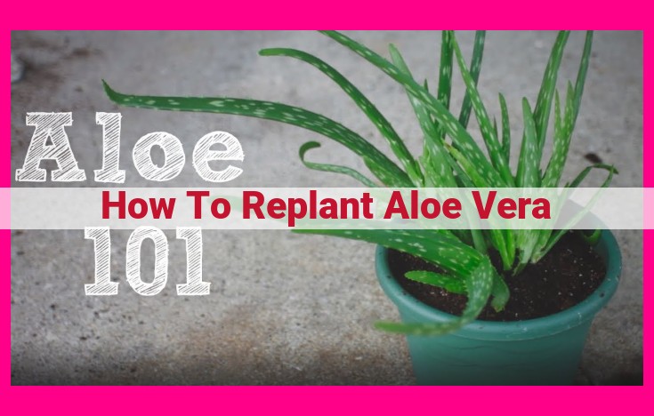 how to replant aloe vera