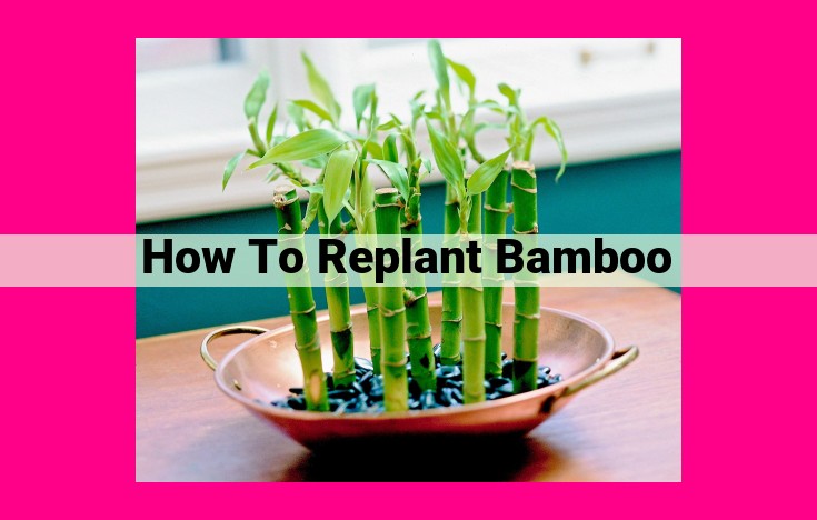 how to replant bamboo