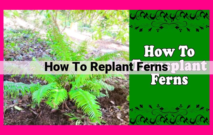 how to replant ferns