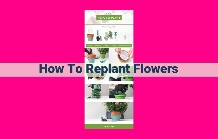 how to replant flowers