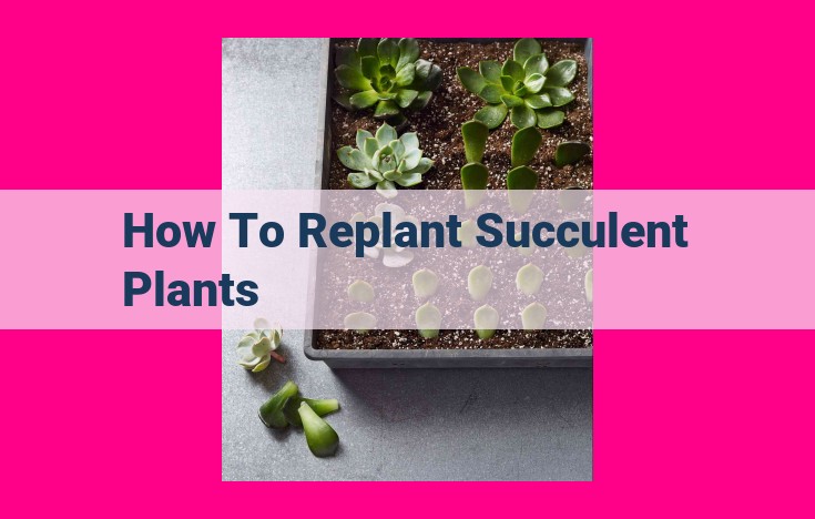 how to replant succulent plants