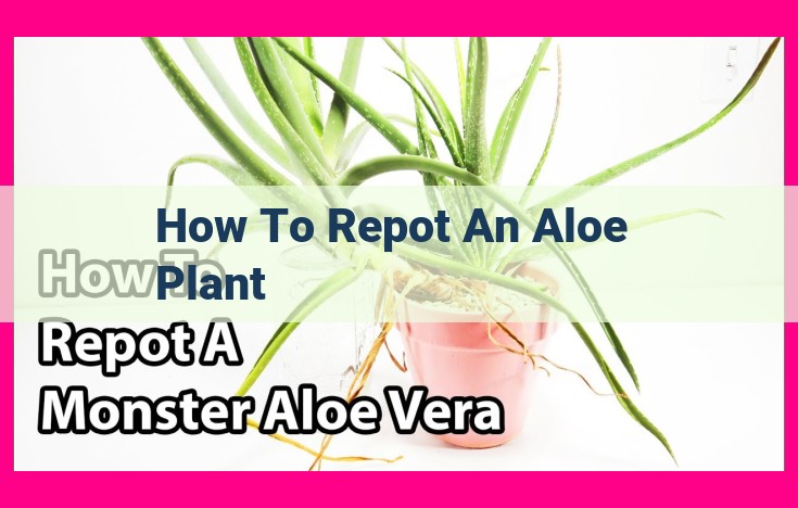 how to repot an aloe plant